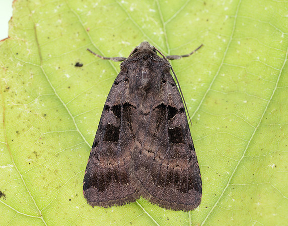 73.354 BF2131 Square-spotted Clay Xestia stigmatica
