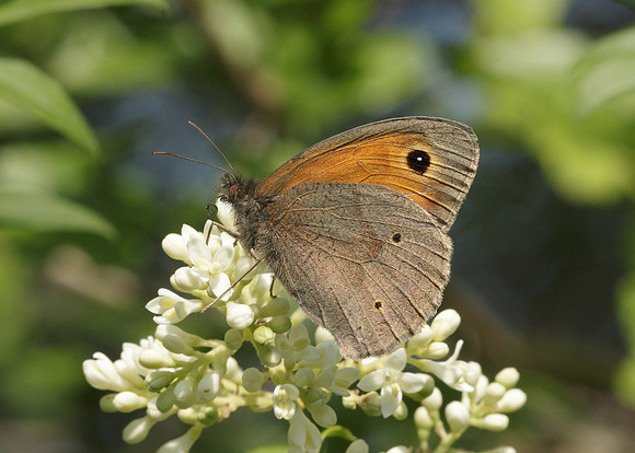 Meadow Brown Maniola jurtina