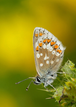 Northern Brown Argus Aricia artaxerxes artaxerxes