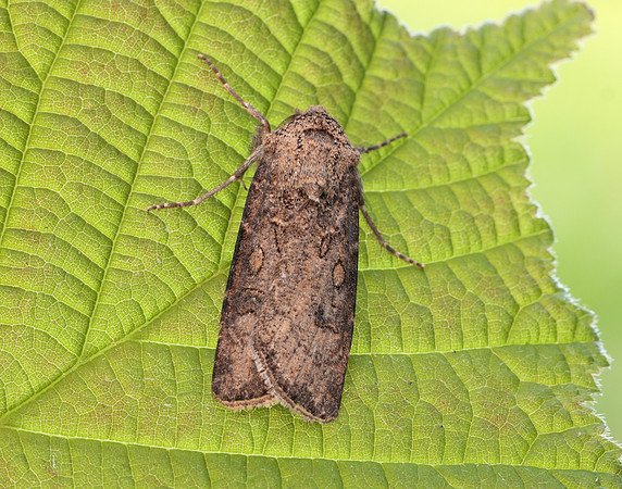 73.319 BF2087 Turnip Moth Agrotis segetum