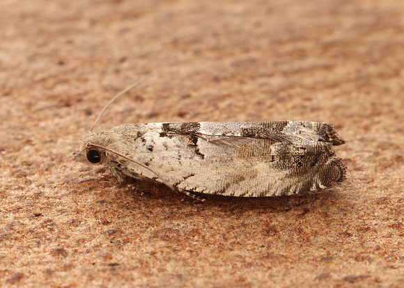49.249 BF1134 Epinotia ramella