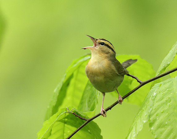 Worm-eating Warbler Helmitheros vermivorum