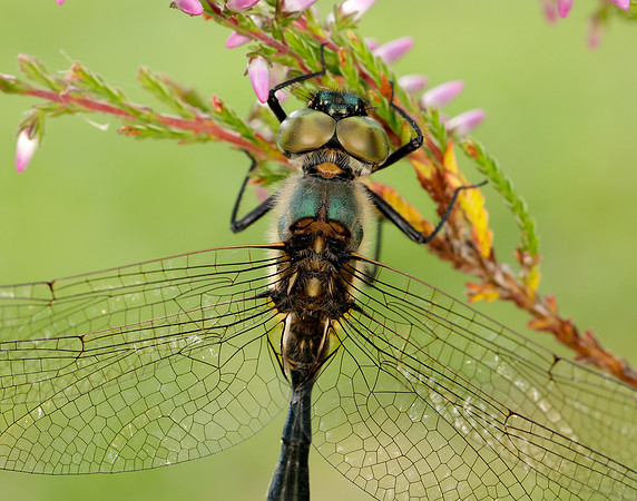 Northern Emerald Somatochlora arctica