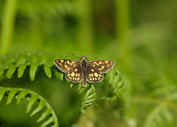 Chequered Skipper Carterocephalus palaemon