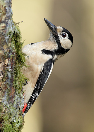 Great Spotted Woodpecker Dendrocopus major