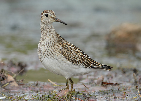 Pectoral Sandpiper Calidris melanotos