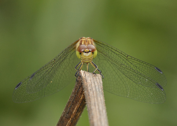 Common Darter Sympetrum striolatum