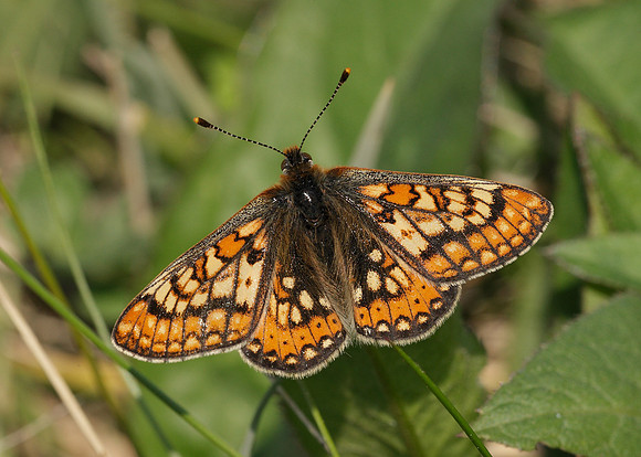 Marsh Fritillary Euphydryas aurinia
