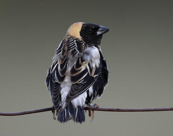 Bobolink Dolichonyx oryzivorus