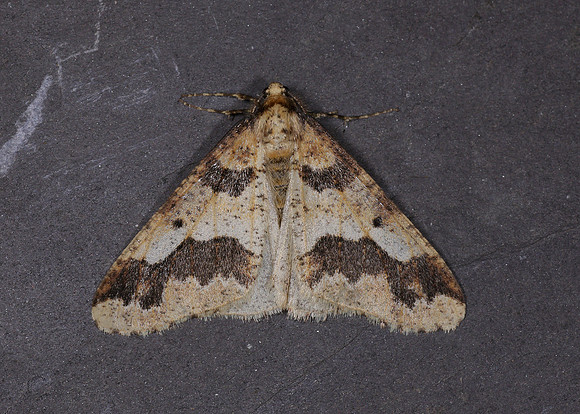 70.256 BF1935 Mottled Umber Erannis defoliaria