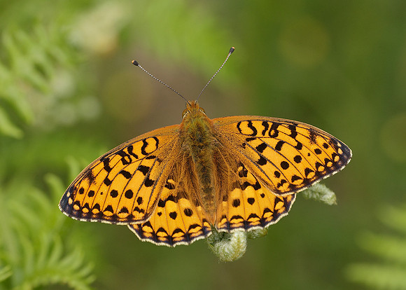 Dark Green fritillary Argynnis aglaja
