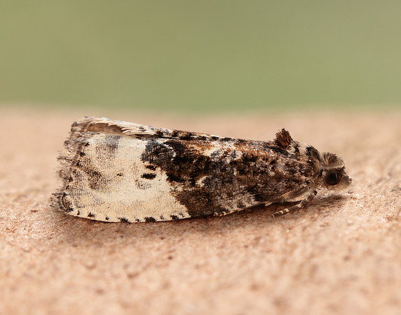 49.156 BF1083 Marbled Orchard Tortrix Hedya nubiferana