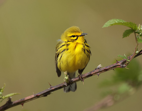 Prairie Warbler Setophaga discolor