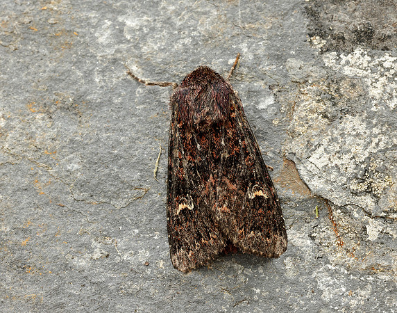 73.167 BF2324 Northern Arches Apamea exulis