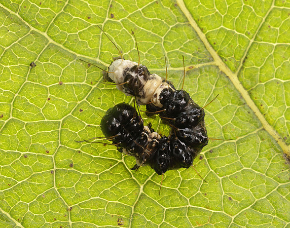 73.036 BF2281 Alder Moth Acronicta alni
