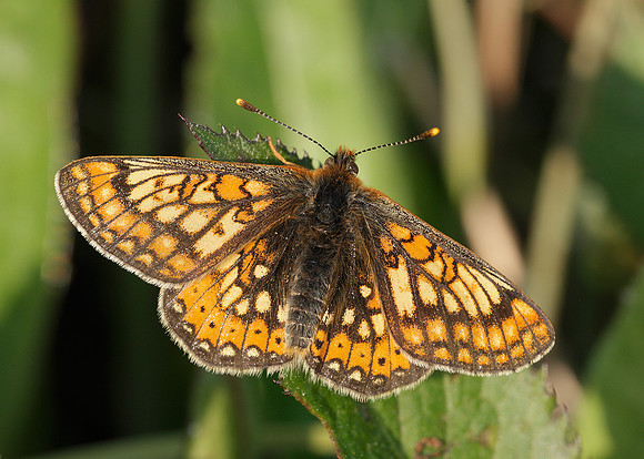 Marsh Fritillary Euphydryas aurinia