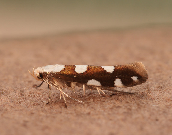 20.011 BF410 Argyresthia brockeella