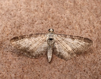 70.189 BF1840 Shaded Pug Eupithecia subumbrata