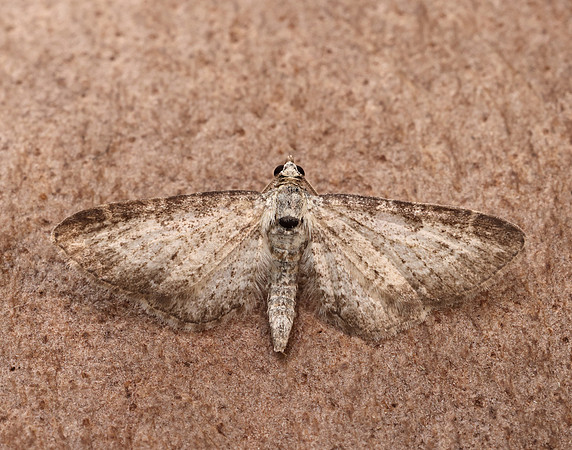 70.189 BF1840 Shaded Pug Eupithecia subumbrata