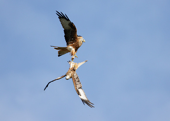Red Kite Milvus milvus