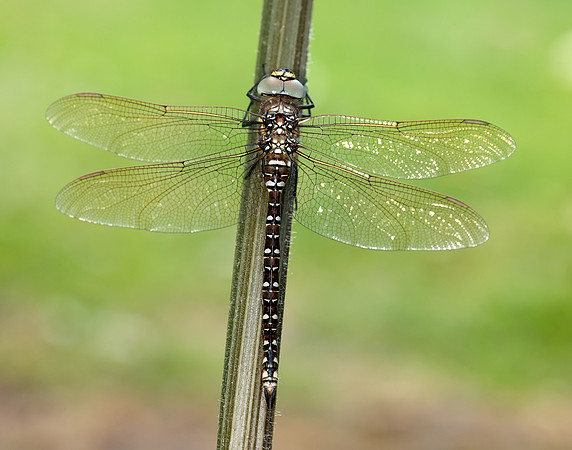 Common Hawker Aeshna juncea