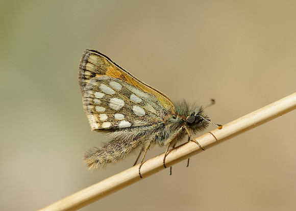 Chequered Skipper Carterocephalus palaemon