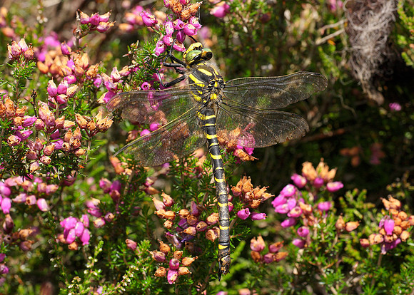 Golden-ringed Dragonfly Cordulegaster boltonii