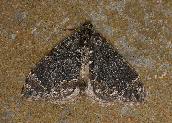 70.097 BF1764 Common Marbled Carpet Chloroclysta truncata