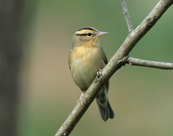 Worm-eating Warbler Helmitheros vermivorum