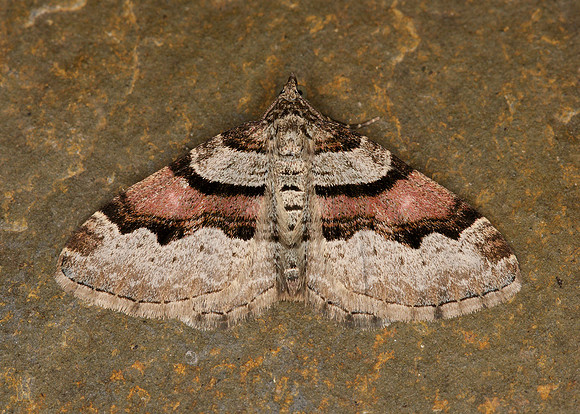 70.053 BF1722 Flame Carpet Xanthorhoe designata