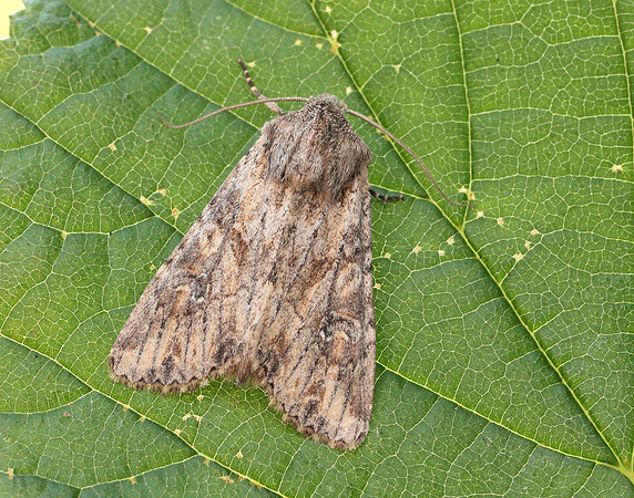 73.157 BF2333 Large Nutmeg Apamea anceps