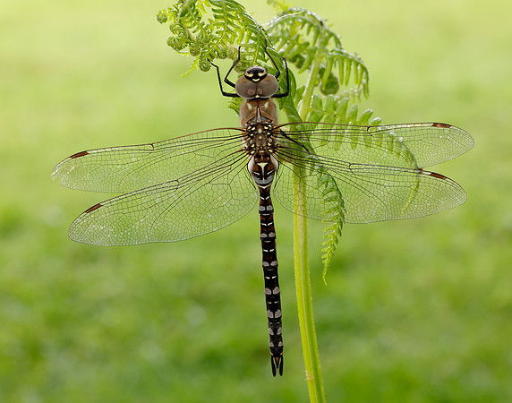 Migarnt Hawker Aeshna mixta