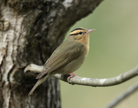 Worm-eating Warbler Helmitheros vermivorum