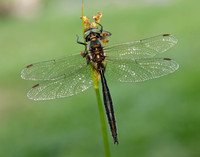 Northern Emerald Somatochlora arctica