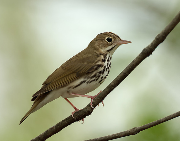 Ovenbird Seiurus aurocapilla