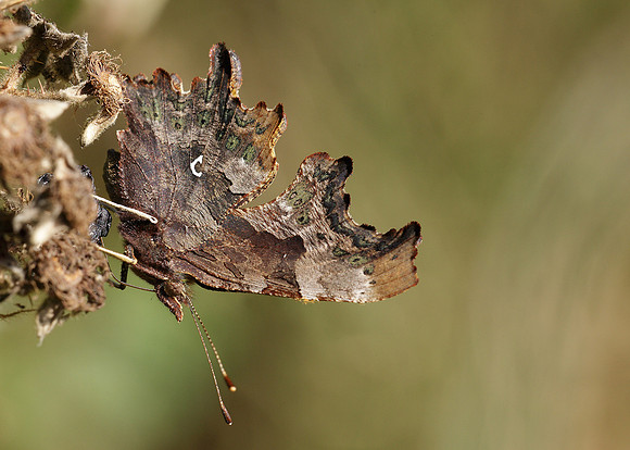 Comma Polygonia c-album