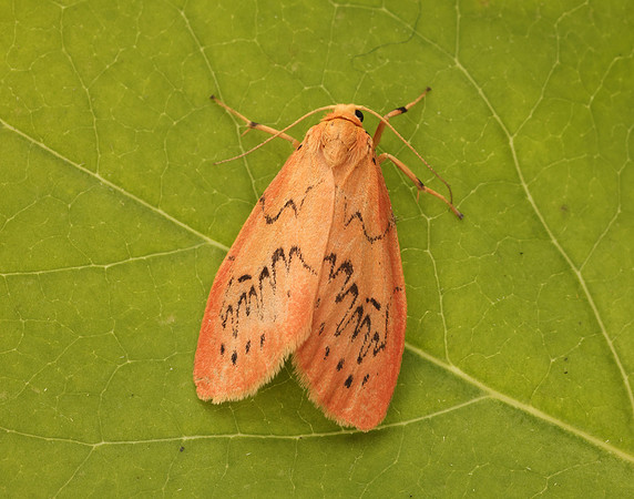 72.035 BF2037 Rosy Footman Miltochrista miniata