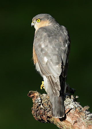 Sparrowhawk Accipiter nisus