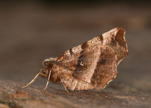 70.237 BF1917 Early Thorn Selenia dentaria