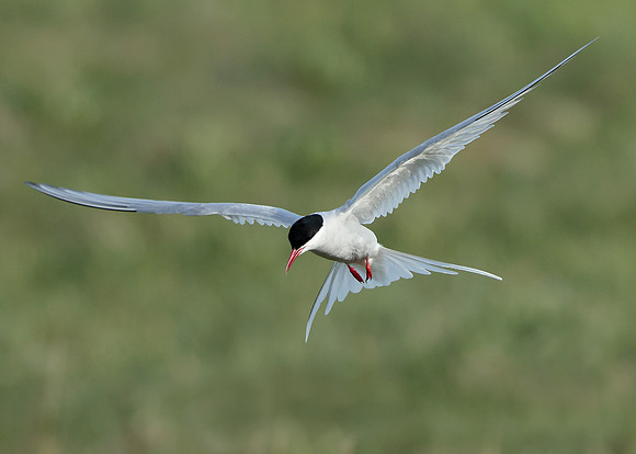 Arctic Tern Sterna paradisaea