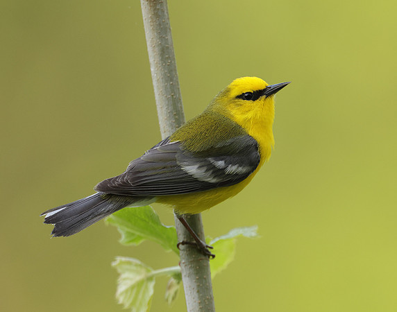 Blue-winged Warbler Vermivora cyanoptera