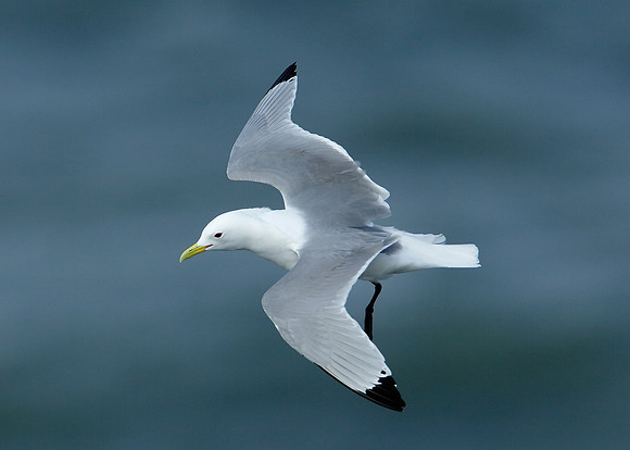 Kittiwake Rissa tridactyla