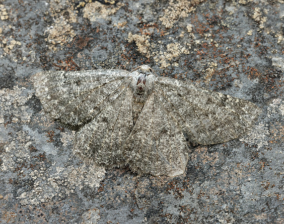 70.285 BF1963 Scotch Annulet Gnophos obfuscata