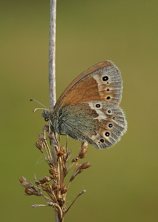 Large Heath Coenonympha tullia