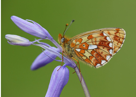 Pearl-Bordered Fritillary Boloria euphrosyne