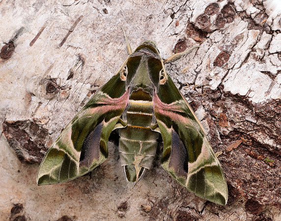69.011 BF1985 Oleander Hawk-moth Daphnis nerii
