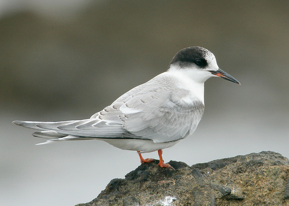 Arctic Tern Sterna paradisaea