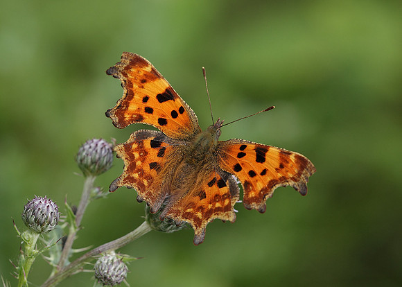 Comma Polygonia c-album