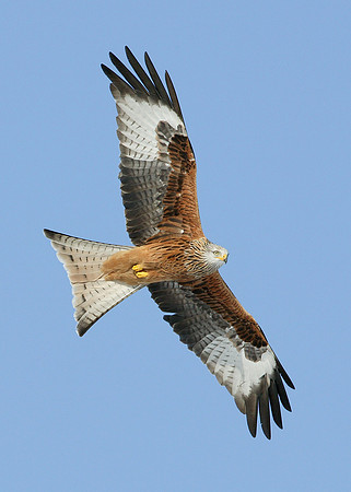 Red Kite Milvus milvus