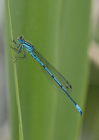 Azure Damselfly Coenagrion puella